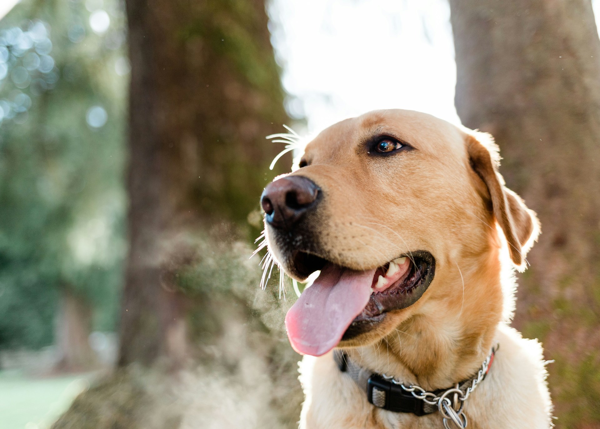 A happy dog with its walker outdoors